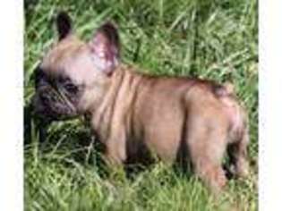 French Bulldog Puppy for sale in Toledo, WA, USA