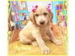 Labradoodle Puppy for sale in Whitwell, TN, USA