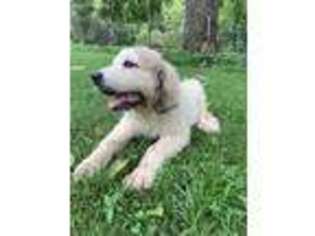 Great Pyrenees Puppy for sale in Bristol, TN, USA