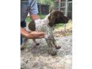 German Shorthaired Pointer Puppy for sale in Sturgis, MS, USA