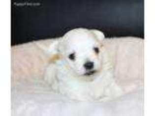 Maltese Puppy for sale in Mansfield, TX, USA