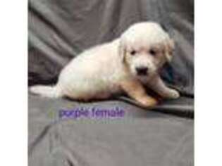 Golden Retriever Puppy for sale in Caldwell, TX, USA
