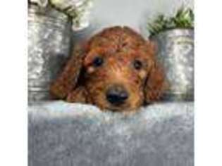 Mutt Puppy for sale in Hammond, WI, USA