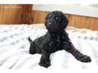 Goldendoodle Puppy for sale in Dresden, OH, USA