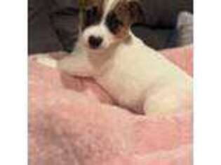 Jack Russell Terrier Puppy for sale in Assonet, MA, USA