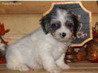 Shih-Poo Puppy for sale in Seymour, IA, USA