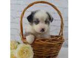 Miniature Australian Shepherd Puppy for sale in Tuscola, IL, USA
