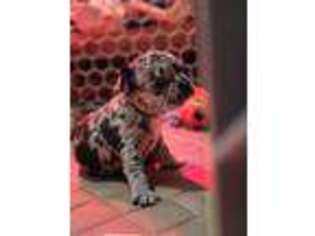 French Bulldog Puppy for sale in Cedar Grove, TN, USA