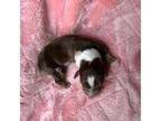 Dachshund Puppy for sale in Harrisville, MS, USA
