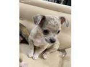 Chihuahua Puppy for sale in Little Rock, AR, USA