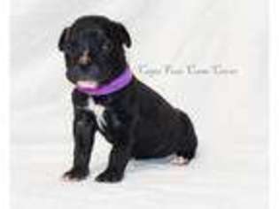 Cane Corso Puppy for sale in Delco, NC, USA