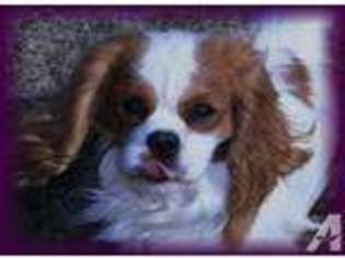 Cavalier King Charles Spaniel Puppy for sale in LINCOLN, CA, USA