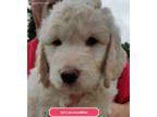 Goldendoodle Puppy for sale in Westminster, MD, USA