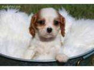 Cavalier King Charles Spaniel Puppy for sale in Revere, MO, USA