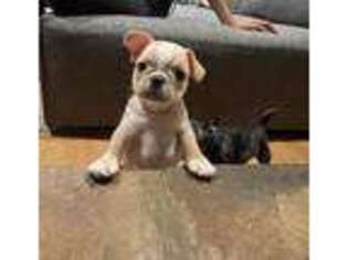 Frenchie Pug Puppy for sale in Merritt Island, FL, USA