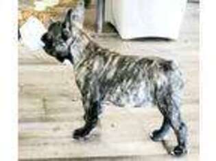 French Bulldog Puppy for sale in Malvern, AR, USA