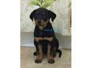 Rottweiler Puppy for sale in Sneedville, TN, USA