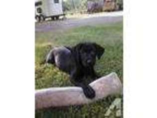 Labrador Retriever Puppy for sale in FRANKLIN, NH, USA