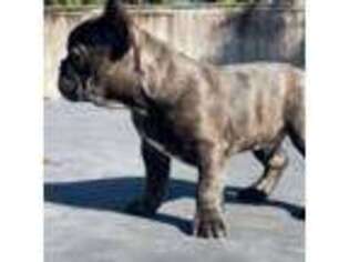 French Bulldog Puppy for sale in Cypress, TX, USA