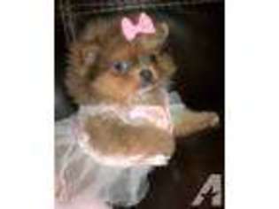Pomeranian Puppy for sale in WESTPORT, MA, USA