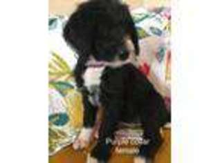 Labradoodle Puppy for sale in Okeene, OK, USA