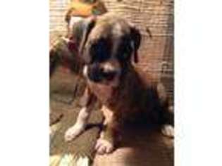 Boxer Puppy for sale in Wytheville, VA, USA