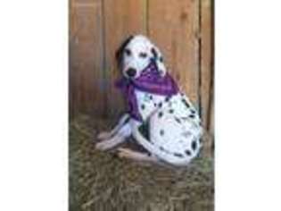 Dalmatian Puppy for sale in Williamsville, MO, USA
