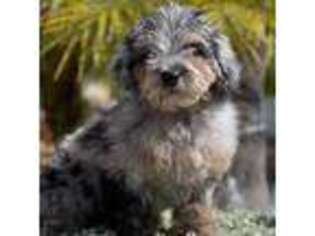 Mutt Puppy for sale in Wildomar, CA, USA
