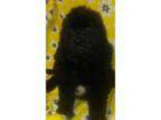 Newfoundland Puppy for sale in Springville, NY, USA