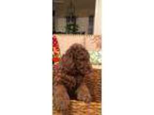 Labradoodle Puppy for sale in Benton, KY, USA
