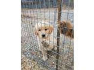 Golden Retriever Puppy for sale in Harrisonburg, VA, USA