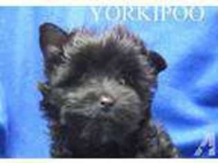 Mutt Puppy for sale in BARDSTOWN, KY, USA