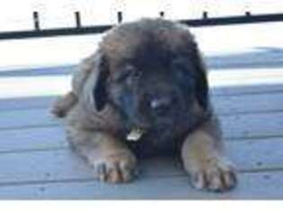 Leonberger Puppy for sale in Logan, UT, USA