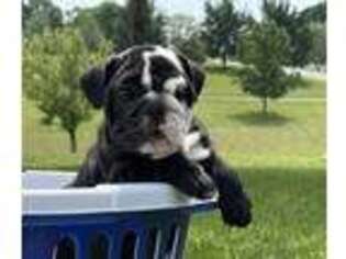 Bulldog Puppy for sale in Maysville, KY, USA