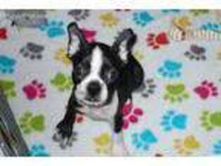 Boston Terrier Puppy for sale in Tucson, AZ, USA