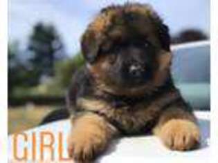 German Shepherd Dog Puppy for sale in Vancouver, WA, USA