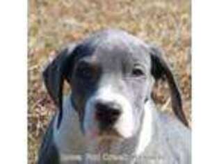 Great Dane Puppy for sale in Unionville, IA, USA