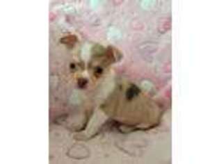 Chihuahua Puppy for sale in Newport, ME, USA