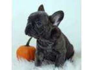 French Bulldog Puppy for sale in Canton, OH, USA