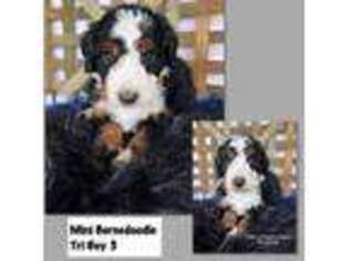 Mutt Puppy for sale in Dyersville, IA, USA