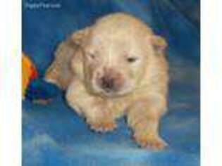 Chow Chow Puppy for sale in Versailles, MO, USA
