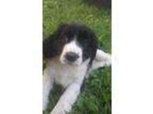 English Springer Spaniel Puppy for sale in Marengo, OH, USA