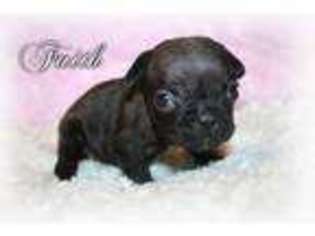 French Bulldog Puppy for sale in Danville, VA, USA
