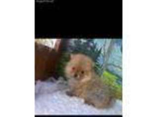 Pomeranian Puppy for sale in Washington Court House, OH, USA