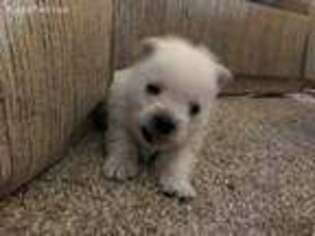 West Highland White Terrier Puppy for sale in Springport, IN, USA