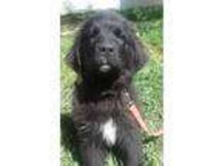 Newfoundland Puppy for sale in Dolores, CO, USA
