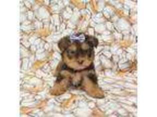 Yorkshire Terrier Puppy for sale in Bay Minette, AL, USA