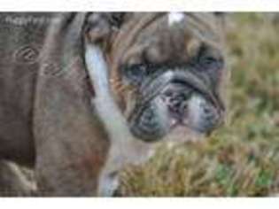 Bulldog Puppy for sale in Fresno, TX, USA