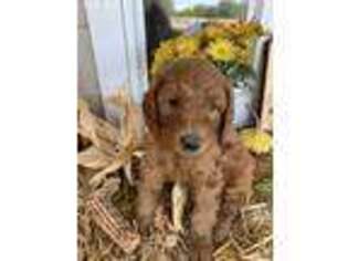 Goldendoodle Puppy for sale in Loomis, CA, USA