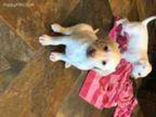 Labrador Retriever Puppy for sale in Kearney, NE, USA